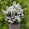 Olearia Spring Bling