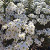 Olearia Spring Bling