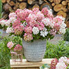 Hydrangea Groundbreaker Blush