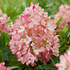 Hydrangea Groundbreaker Blush