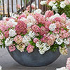 Hydrangea Groundbreaker Blush