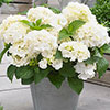Hydrangea Little Hortensia Collection