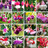 Lucky Dip Hardy Fuchsia Collection
