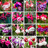 Lucky Dip Hardy Fuchsia Collection