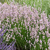 Pink English Lavender