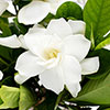 Gardenia jasminoides Fool Proof
