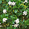 Gardenia jasminoides Fool Proof