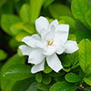 Gardenia jasminoides Fool Proof