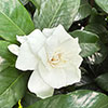 Gardenia jasminoides Fool Proof