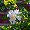 Gardenia jasminoides Fool Proof