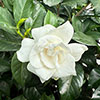 Gardenia jasminoides Fool Proof
