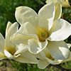 Magnolia laevifolia Honey Velvet
