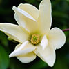 Magnolia laevifolia Honey Velvet