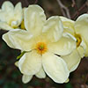 Magnolia laevifolia Honey Velvet