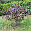 Premium Cercis Collection