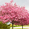 Premium Cercis Collection