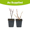 Premium Cercis Collection