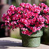 Azalea cascadula Bright Fuchsia Azalea cascadula Bright Fuchsia