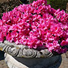 Azalea cascadula Bright Fuchsia Azalea cascadula Bright Fuchsia