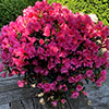 Azalea cascadula Bright Fuchsia Azalea cascadula Bright Fuchsia
