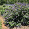 Vitex agnus-castus Queen Bee Vitex agnus-castus Queen Bee