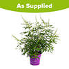 Vitex agnus-castus Queen Bee Vitex agnus-castus Queen Bee