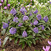 Buddleia Little Rockstars Blue