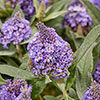 Buddleia Little Rockstars Blue