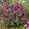 Buddleia Little Rockstars Red