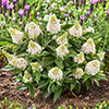 Buddleia Little Rockstars White