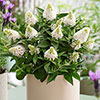 Buddleia Little Rockstars White