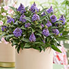 Buddleia Little Rockstars Collection Buddleia Little Rockstars Collection