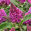 Buddleia Little Rockstars Collection Buddleia Little Rockstars Collection