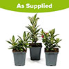 Buddleia Little Rockstars Collection Buddleia Little Rockstars Collection
