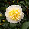 Camellia japonica Brushfields Yellow