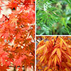 Acer Colourful Collection