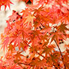 Acer Colourful Collection