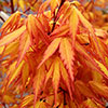 Acer Colourful Collection