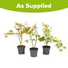 Acer Colourful Collection