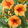 Campsis Red & Orange Trumpet Vine Collection