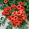 Campsis Red & Orange Trumpet Vine Collection