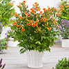 Campsis Red & Orange Trumpet Vine Collection