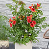 Campsis Red & Orange Trumpet Vine Collection