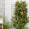 Campsis Red & Orange Trumpet Vine Collection