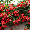Campsis Red & Orange Trumpet Vine Collection