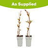 Campsis Red & Orange Trumpet Vine Collection