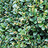 Box Hedging Pack x 12 Box Hedging Pack x 12