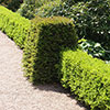 Box Hedging Pack x 12 Box Hedging Pack x 12