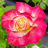 Rose Double Delight