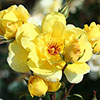 Climbing Rose Bare Root Collection